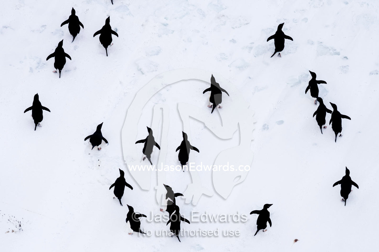 Adelie Penguins moving in formation along the sea ice edge in Antarctica. Ross Sea, McMurdo Sound, Antarctica.