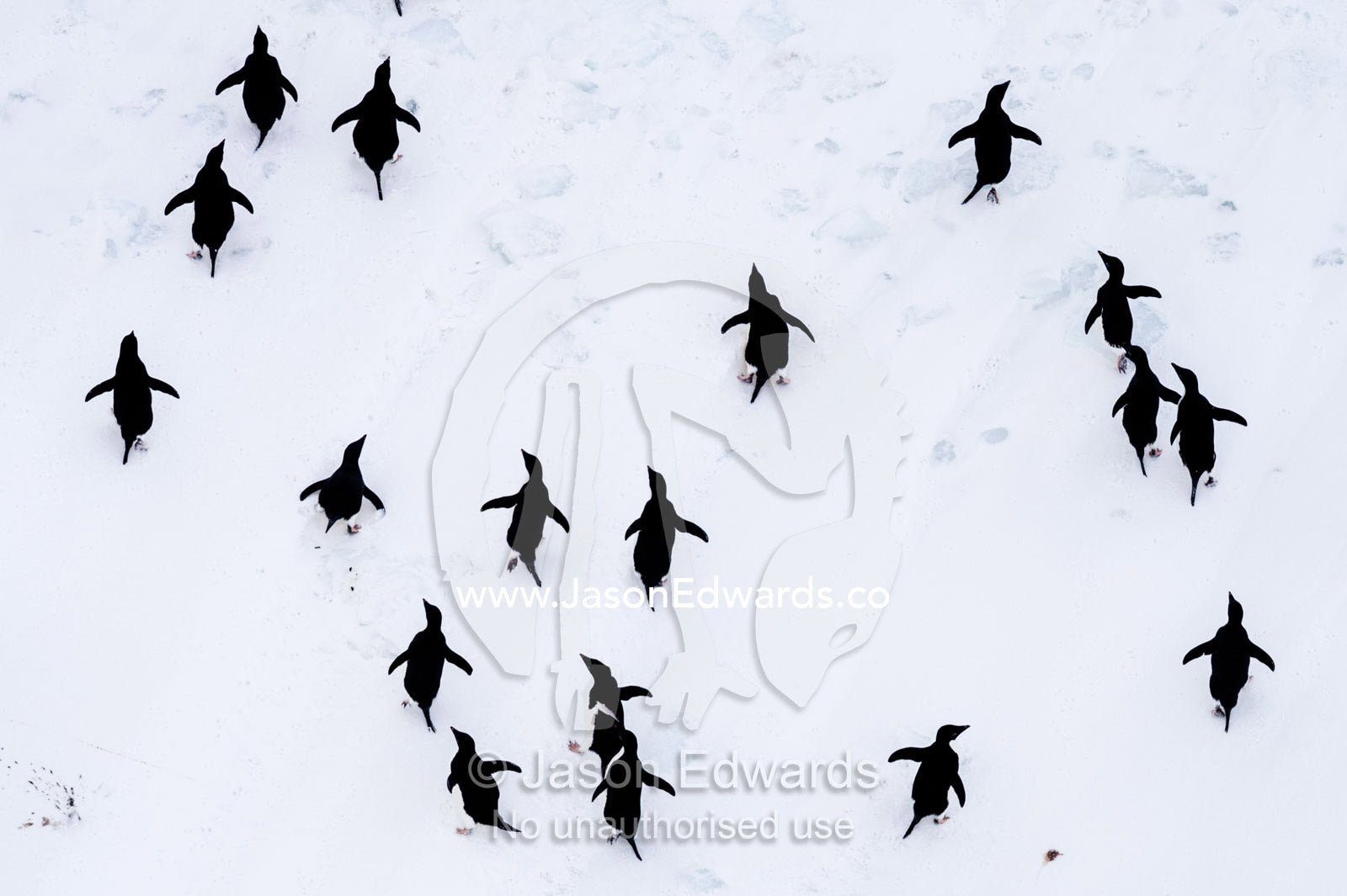 Adelie Penguins moving in formation along the sea ice edge in Antarctica. Ross Sea, McMurdo Sound, Antarctica.