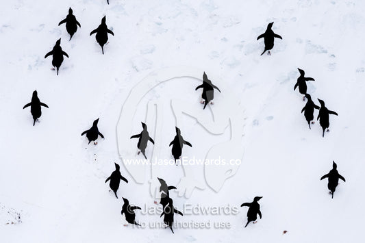 Adelie Penguins moving in formation along the sea ice edge in Antarctica. Ross Sea, McMurdo Sound, Antarctica.