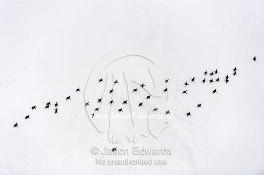 Adelie Penguins moving in formation along the sea ice edge in Antarctica. Ross Sea, McMurdo Sound, Antarctica.