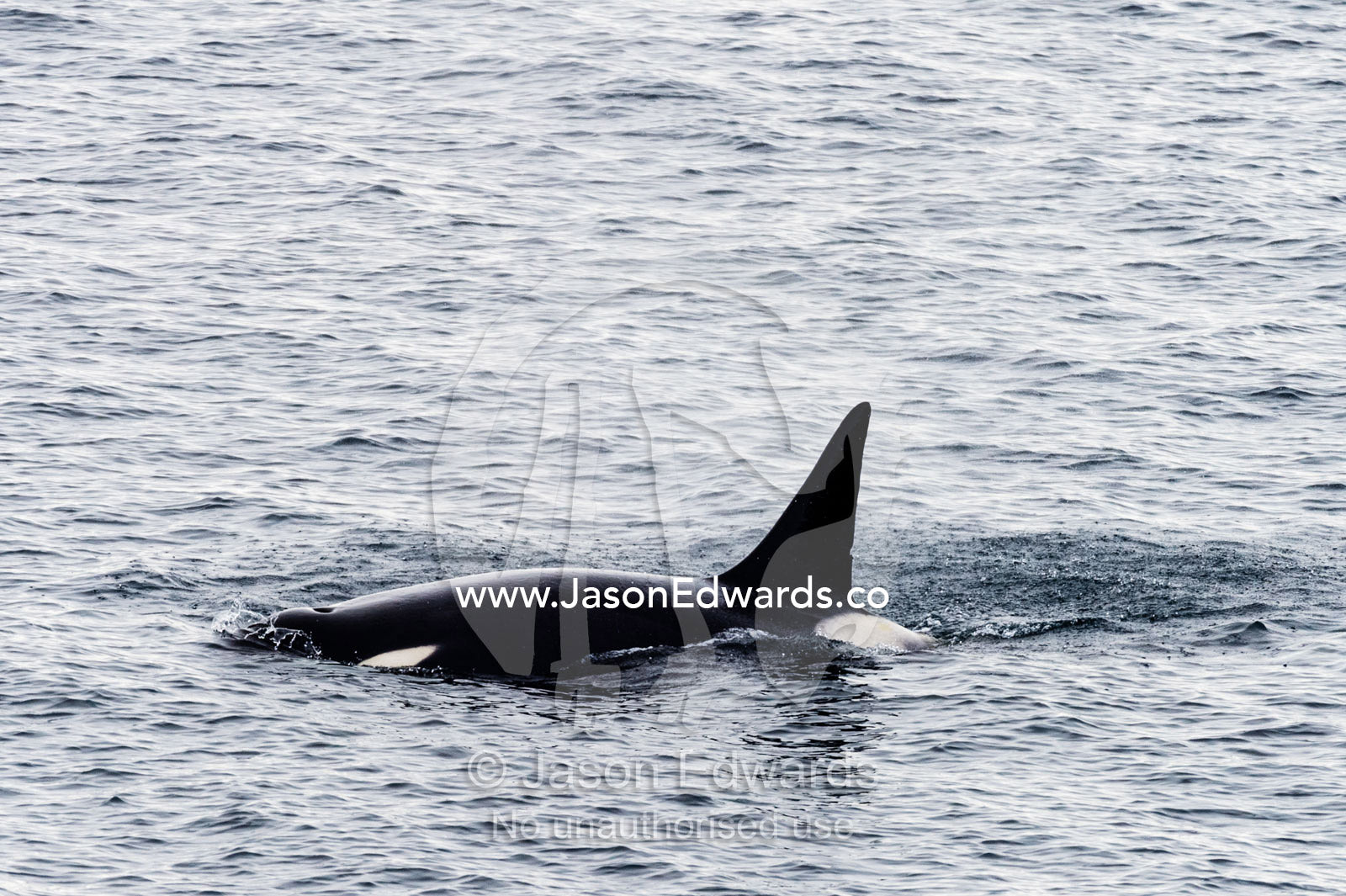 A Killer Whale hunting along the sea ice edge in Antarctica. Ross Sea, McMurdo Sound, Antarctica.