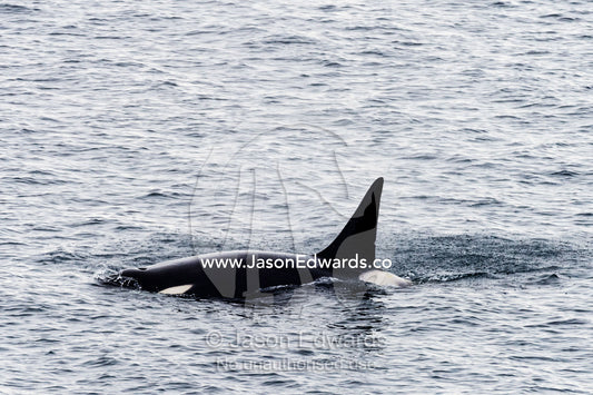 A Killer Whale hunting along the sea ice edge in Antarctica. Ross Sea, McMurdo Sound, Antarctica.