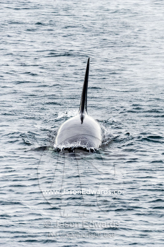 A Killer Whale hunting along the sea ice edge in Antarctica. Ross Sea, McMurdo Sound, Antarctica.