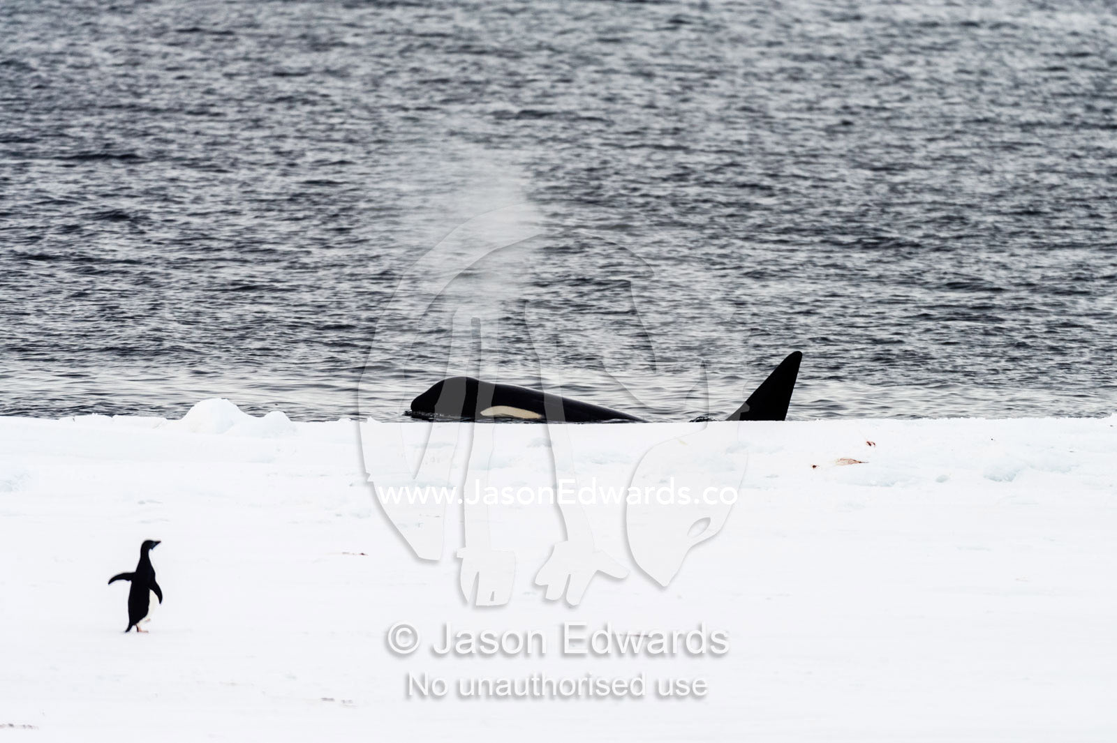 A Killer Whale hunting along the sea ice edge near an Adelie Penguin in Antarctica. Ross Sea, McMurdo Sound, Antarctica.