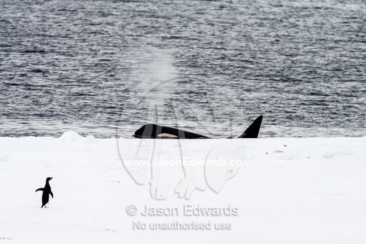 A Killer Whale hunting along the sea ice edge near an Adelie Penguin in Antarctica. Ross Sea, McMurdo Sound, Antarctica.