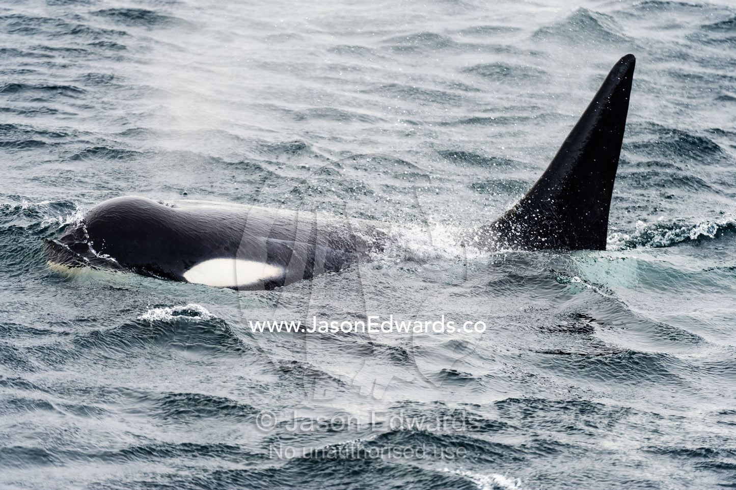 A Killer Whale hunting along the sea ice edge in Antarctica. Ross Sea, McMurdo Sound, Antarctica.