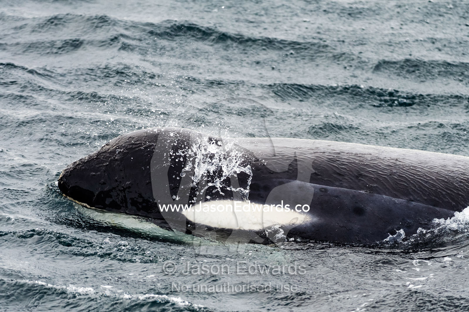 A Killer Whale hunting along the sea ice edge in Antarctica. Ross Sea, McMurdo Sound, Antarctica.