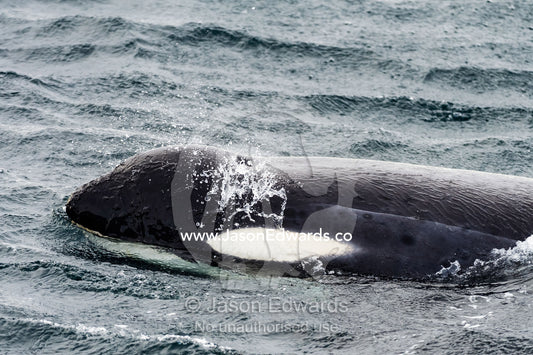 A Killer Whale hunting along the sea ice edge in Antarctica. Ross Sea, McMurdo Sound, Antarctica.