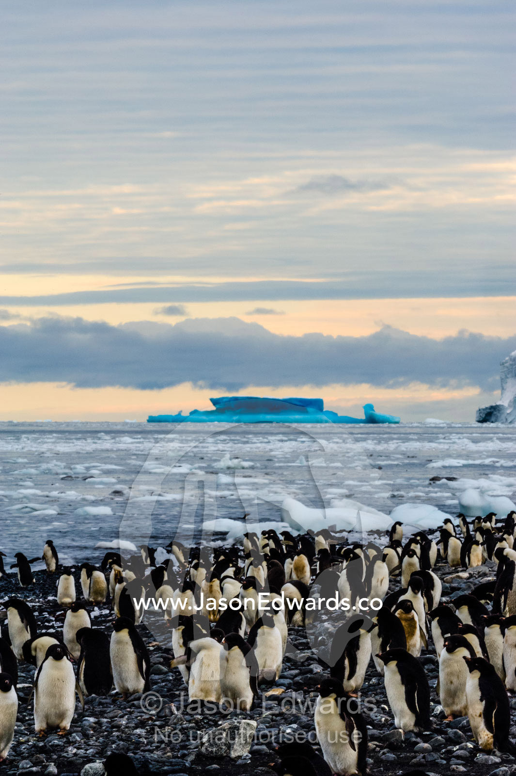 A breeding colony of Adelie Penguins on an island in Antarctica. Cape Bird Ice Cap, Adelie Glacier, Cape Bird, Ross Island, Antarctica.