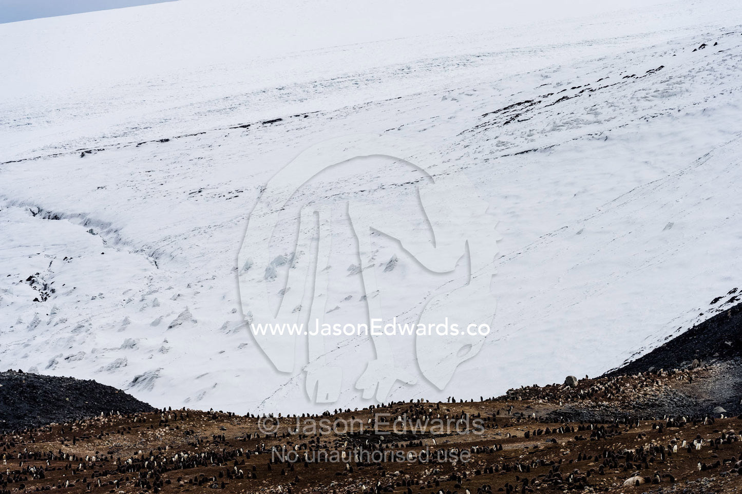 A breeding colony of Adelie Penguins beneath a glacier on an island in Antarctica. Cape Bird Ice Cap, Adelie Glacier, Cape Bird, Ross Island, Antarctica.
