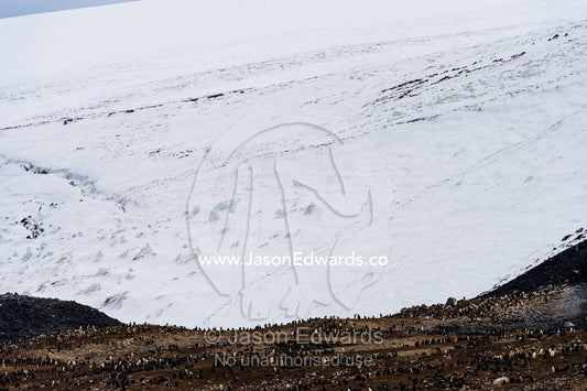 A breeding colony of Adelie Penguins beneath a glacier on an island in Antarctica. Cape Bird Ice Cap, Adelie Glacier, Cape Bird, Ross Island, Antarctica.