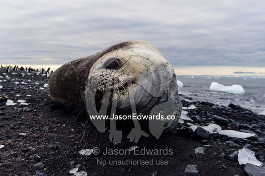A Weddell Seal resting on a black volcanic beach in Antarctica. Caughley Beach, Cape Bird, Ross Island, Antarctica.