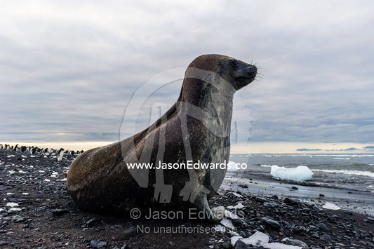 A Weddell Seal resting on a black volcanic beach in Antarctica. Caughley Beach, Cape Bird, Ross Island, Antarctica.