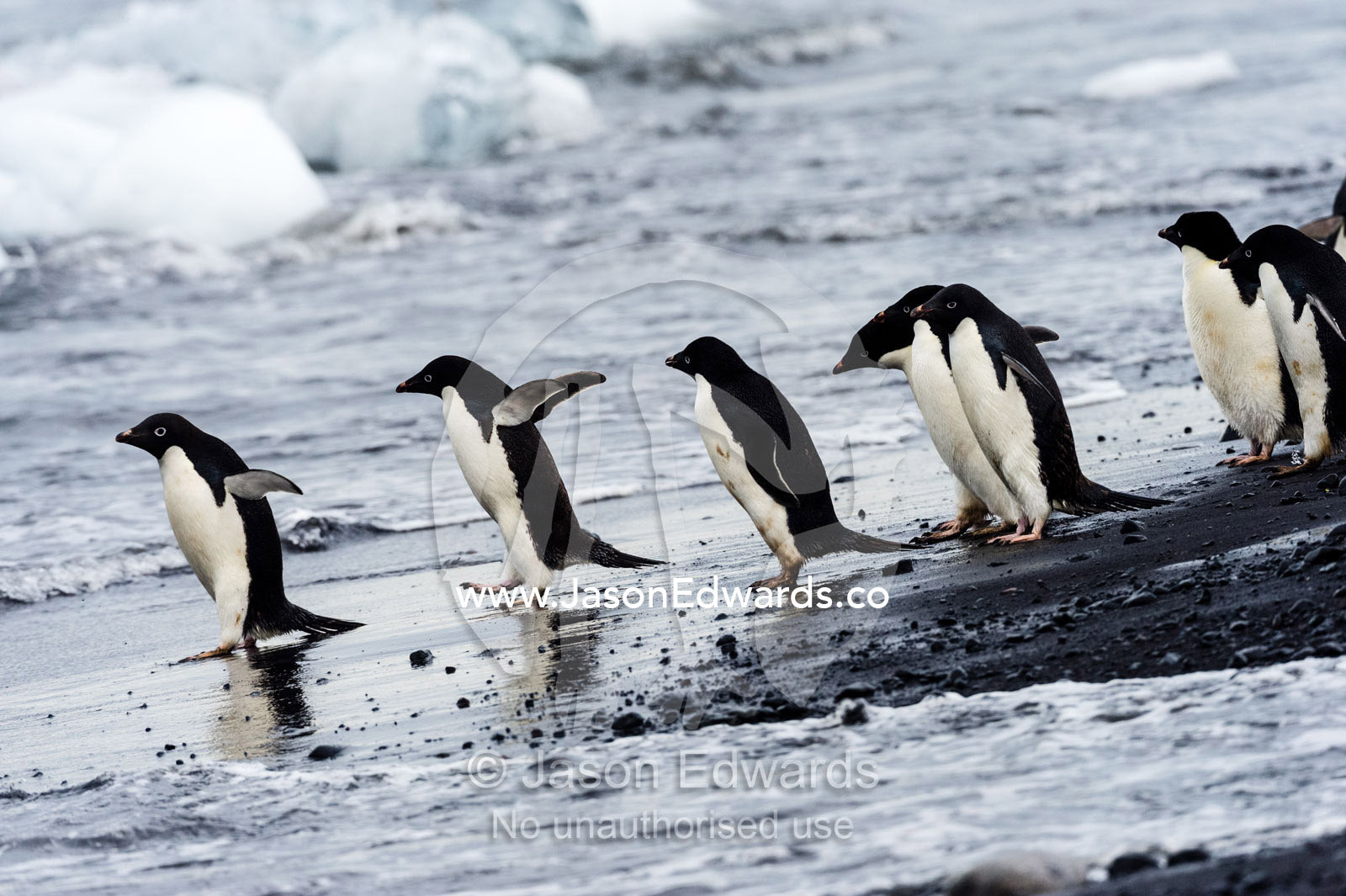 Adelie Penguins wade into an ocean filled with ice to feed. Caughley Beach, Cape Bird, Ross Island, Antarctica.