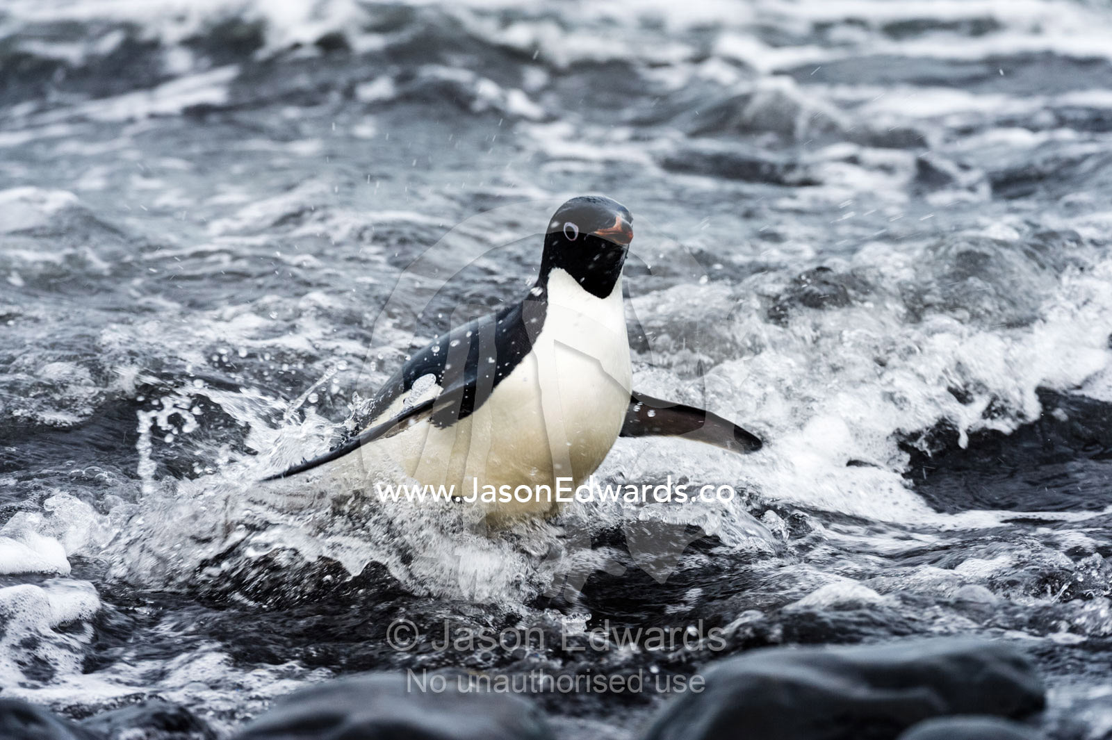An Adelie Penguin launches from the surf onto a rocky beach after feeding. Caughley Beach, Cape Bird, Ross Island, Antarctica.