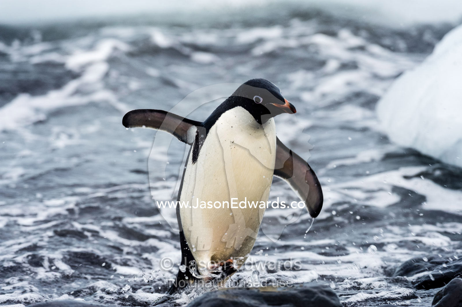 An Adelie Penguin marches from the surf onto a rocky beach after feeding. Caughley Beach, Cape Bird, Ross Island, Antarctica.