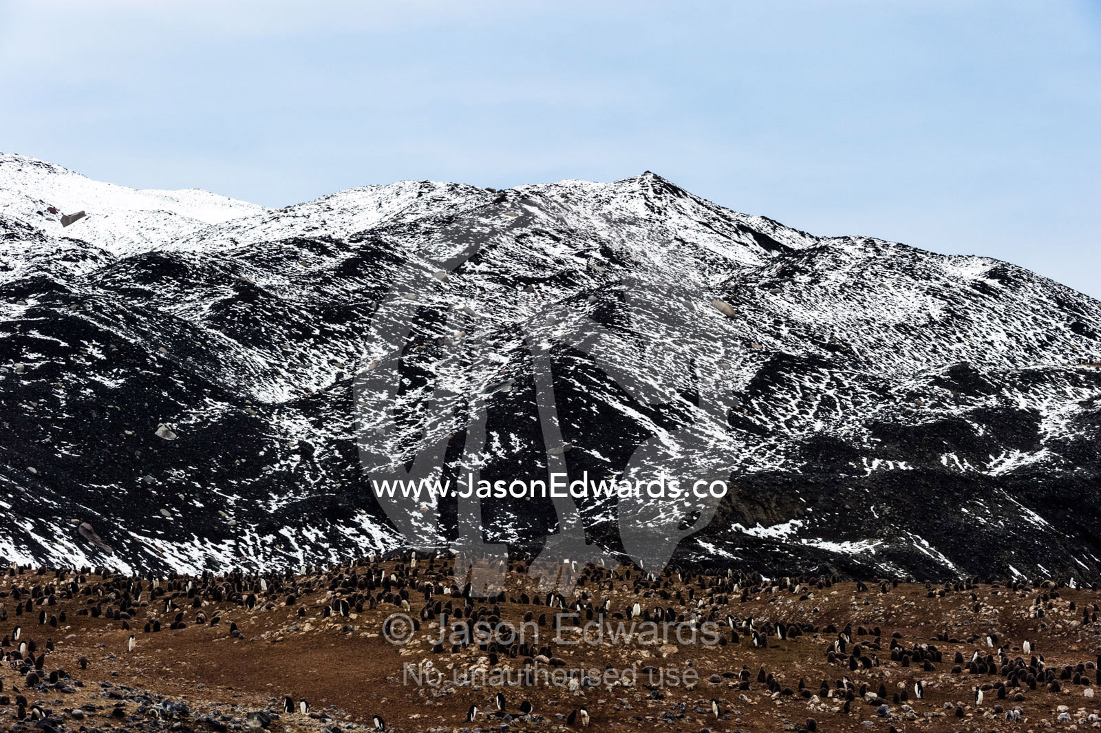An Adelie penguin breeding colony on an island in Antarctica. Caughley Beach, Cape Bird, Ross Island, Antarctica.
