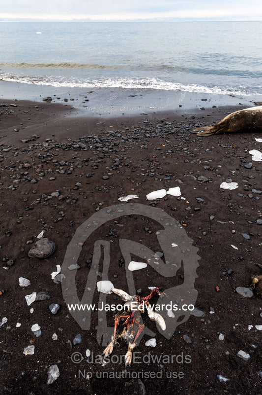 The remains of a dead Adelie Penguin after South Polar Skua have been feeding on the carcass. Caughley Beach, Cape Bird, Ross Island, Antarctica.