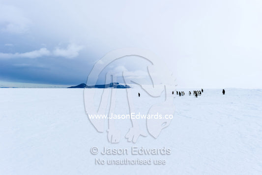 A small group of Emperor Penguins gathered on the vast sea ice. Pegasus Field, Ross Island, McMurdo Sound, Antarctica.