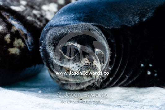 A cute Weddell Seal pup resting beside its mother on the sea ice. Turtle Rock, Erebus Bay, McMurdo Sound, Ross Island, Antarctica.