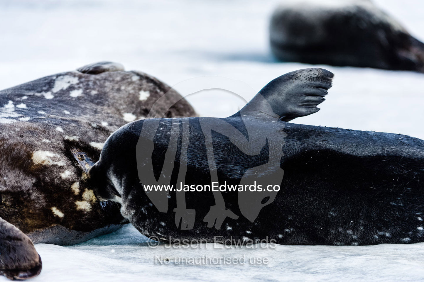 A Weddell Seal pup suckling milk form its mother on the sea ice. Turtle Rock, Erebus Bay, McMurdo Sound, Ross Island, Antarctica.