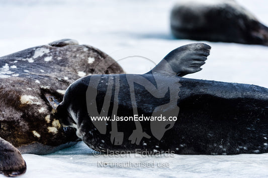 A Weddell Seal pup suckling milk form its mother on the sea ice. Turtle Rock, Erebus Bay, McMurdo Sound, Ross Island, Antarctica.