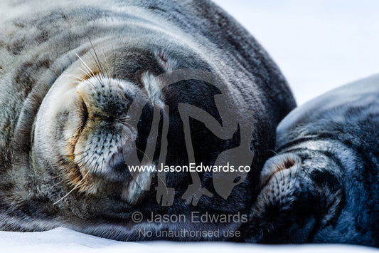 A Weddell Seal pup sleeping beside its mother on the sea ice. Turtle Rock, Erebus Bay, McMurdo Sound, Ross Island, Antarctica.