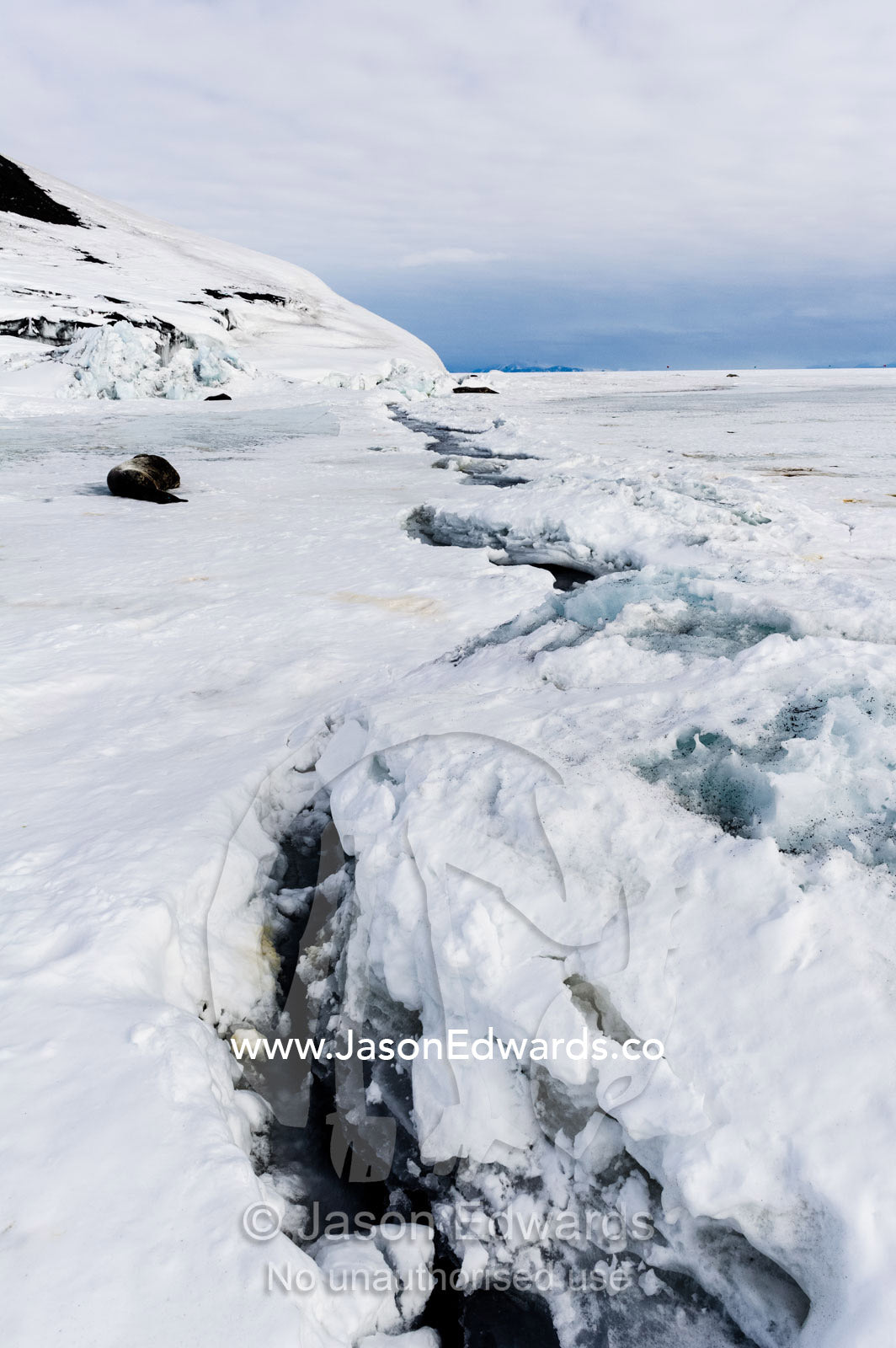 Weddell Seals use cracks in the sea ice to access the ocean and their food. Turtle Rock, Erebus Bay, McMurdo Sound, Ross Island, Antarctica.