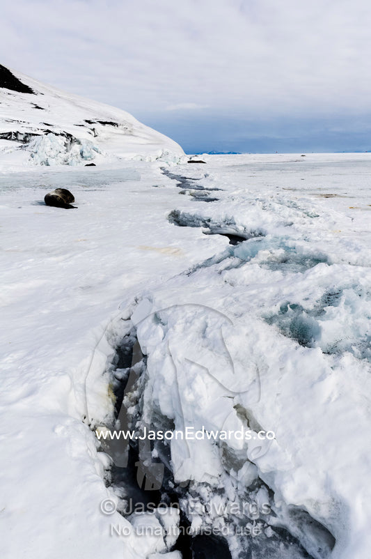Weddell Seals use cracks in the sea ice to access the ocean and their food. Turtle Rock, Erebus Bay, McMurdo Sound, Ross Island, Antarctica.