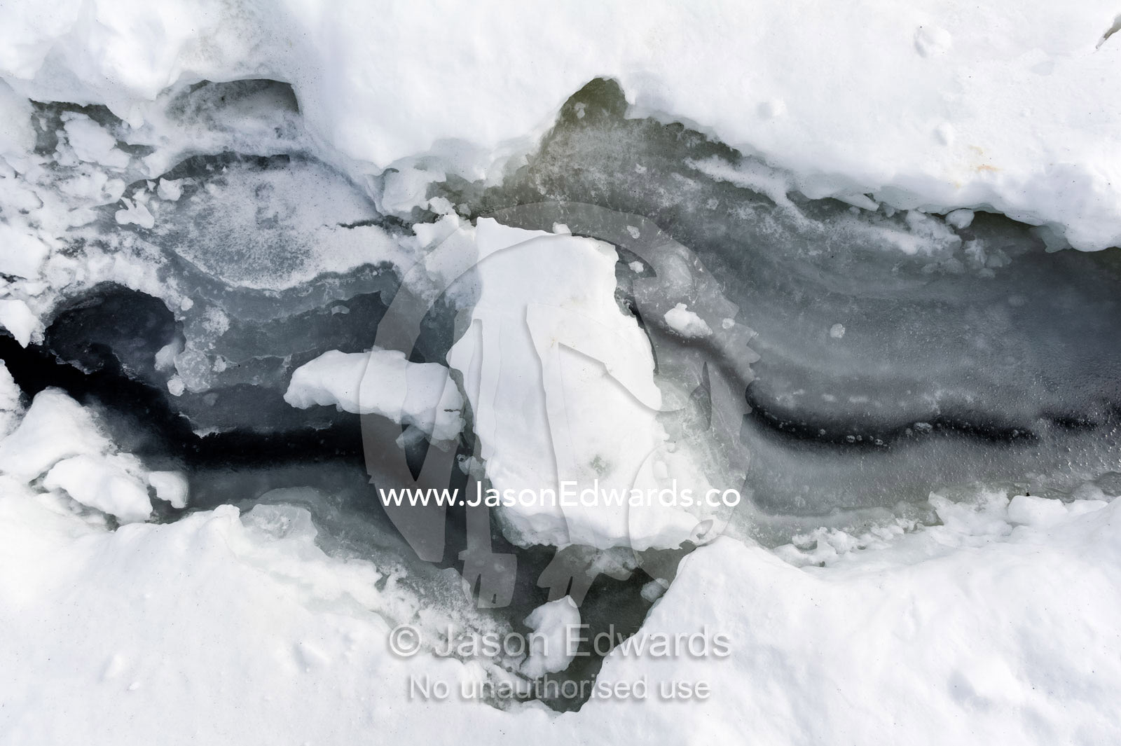 Weddell Seals use cracks in the sea ice to access the ocean and their food. Turtle Rock, Erebus Bay, McMurdo Sound, Ross Island, Antarctica.