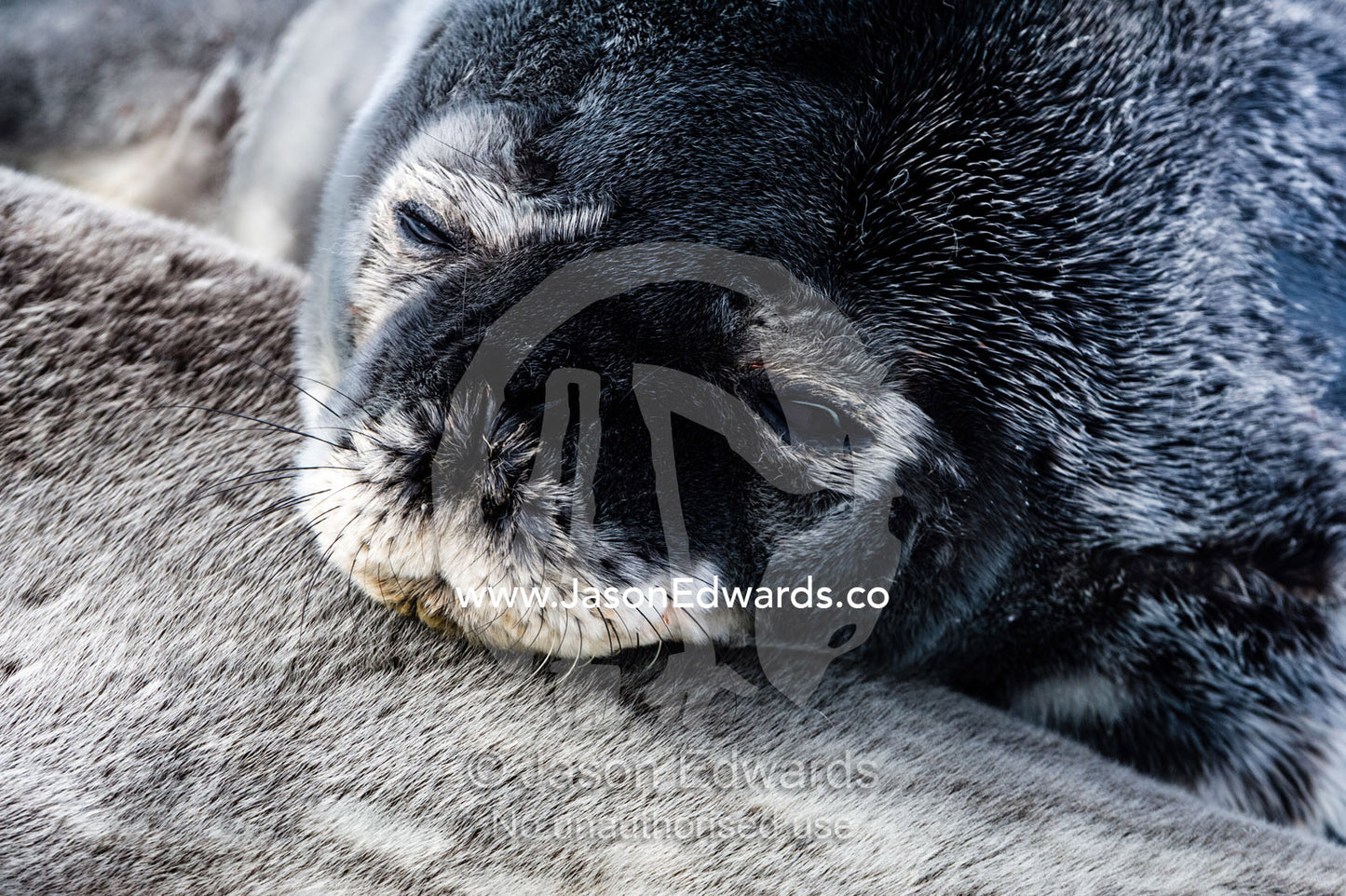A Weddell Seal pup sleeping on its mother on the sea ice. Turtle Rock, Erebus Bay, McMurdo Sound, Ross Island, Antarctica.