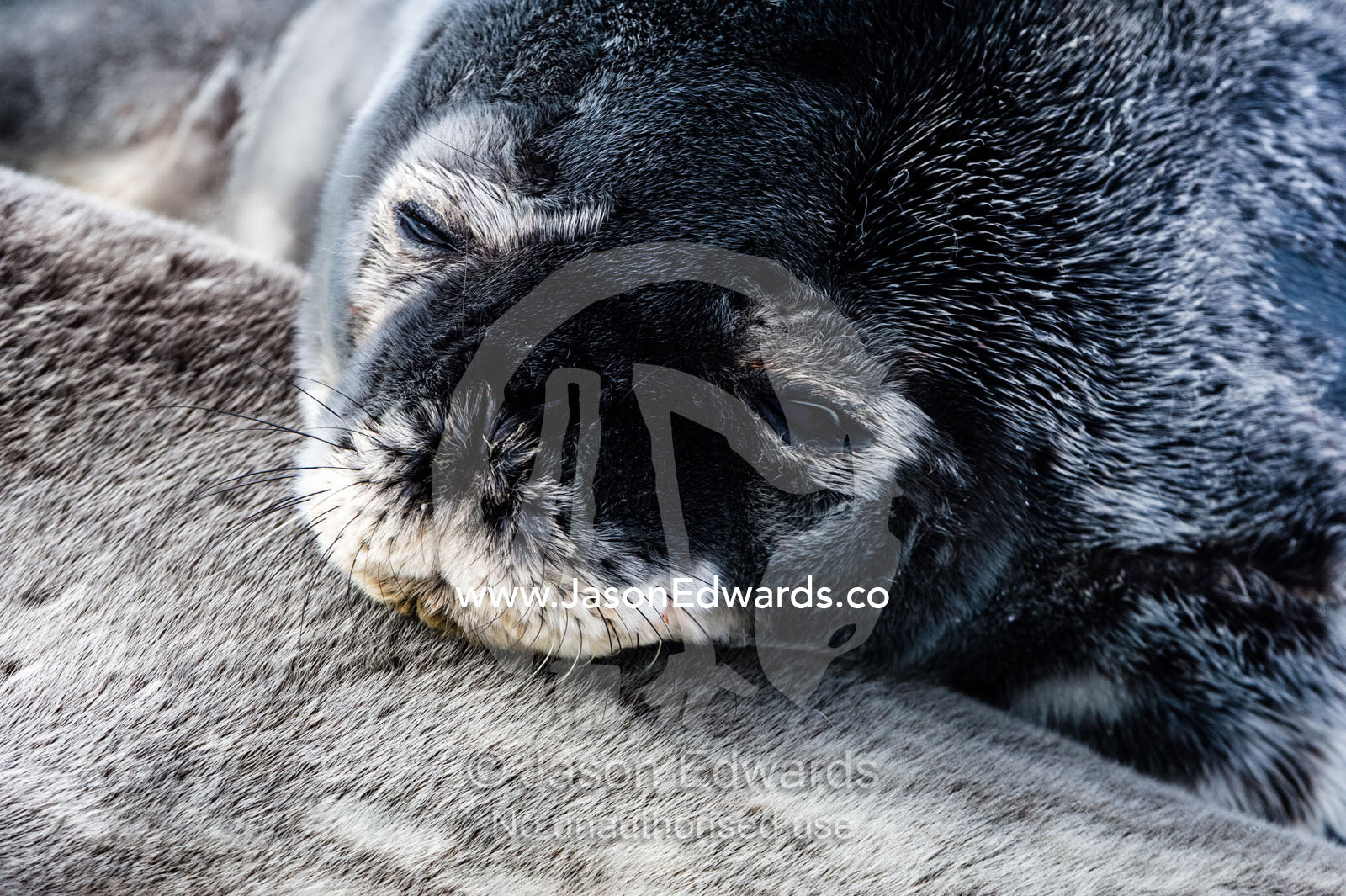A Weddell Seal pup sleeping on its mother on the sea ice. Turtle Rock, Erebus Bay, McMurdo Sound, Ross Island, Antarctica.