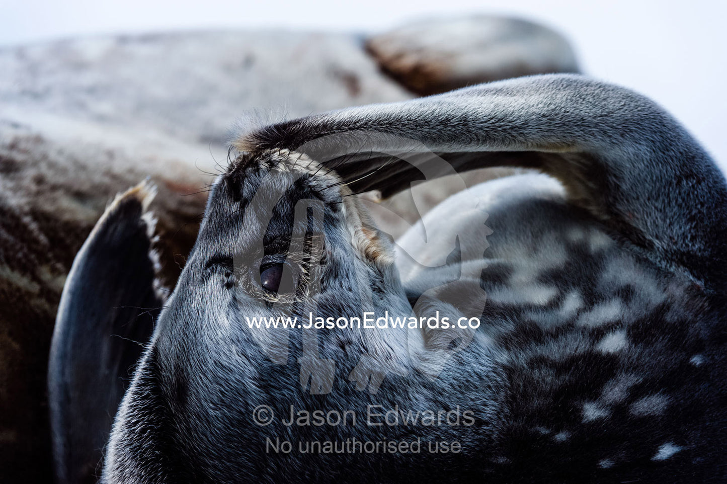 A Weddell Seal pup rubbing its nose with a flipper whilst sun basking on the sea ice. Turtle Rock, Erebus Bay, McMurdo Sound, Ross Island, Antarctica.