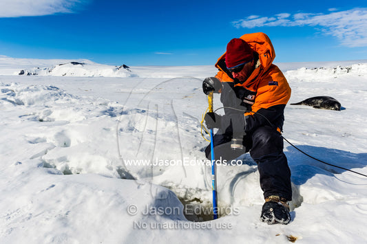 A researcher monitors Weddell Seals beneath the sea ice with a tablet computer and remote controlled camera. Hutton Cliffs, Erebus Bay, McMurdo Sound, Ross Island, Antarctica.