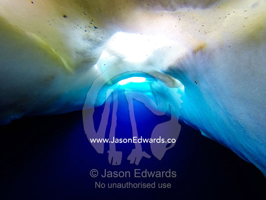 The underside surface of the sea ice is covered in a thin layer of algae. Hutton Cliffs, Erebus Bay, McMurdo Sound, Ross Island, Antarctica.