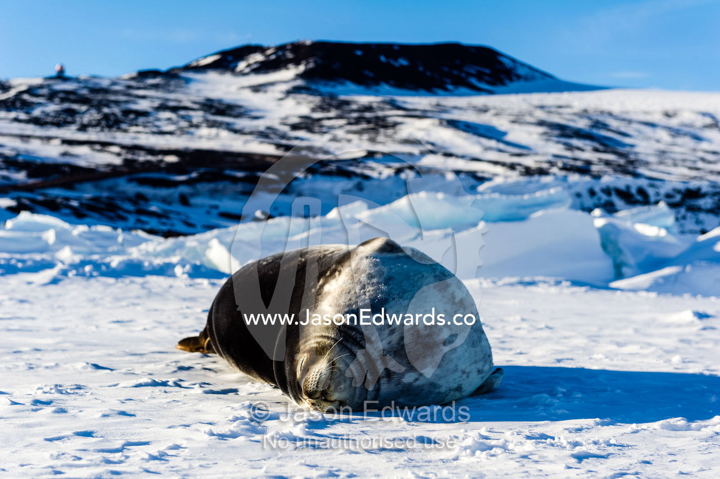 A Weddell Seal sleeping in the sun on the sea ice. Scott Base, Pram Point, Hut Point Peninsula, Ross Island, Antarctica.