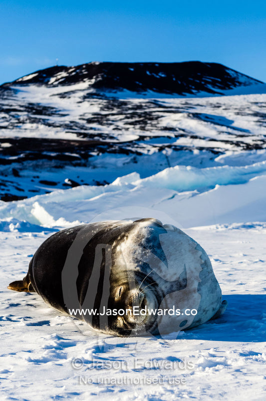 A Weddell Seal sleeping in the sun on the sea ice. McMurdo Sound, Ross Island, Antarctica.
