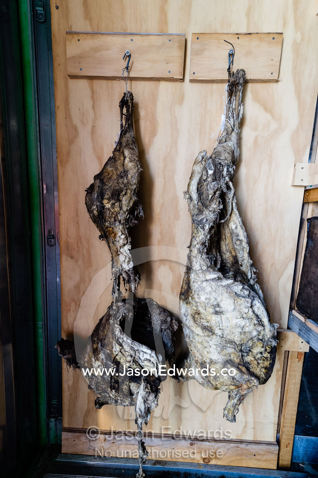 Dried mutton waiting to be placed back into Discovery Hut after undergoing preservation techniques. Discovery Hut, Hut Point, Ross Island, Antarctica.