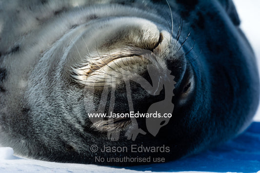 The smiling face of a Weddell Seal sleeping on the sea ice in the sun. Hutton Cliffs, Erebus Bay, McMurdo Sound, Ross Island, Antarctica.