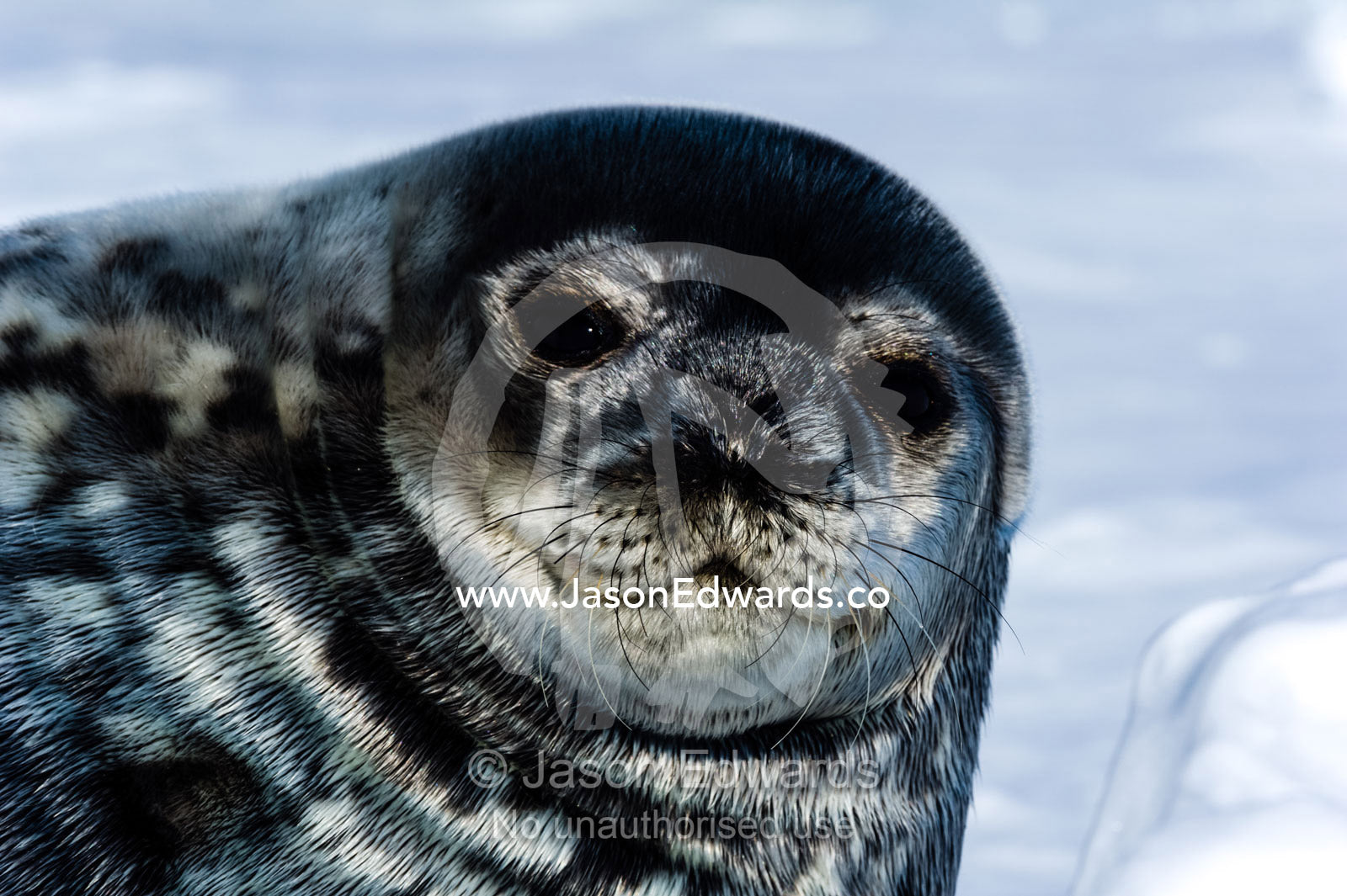 A curious Weddell Seal basking in the sun on the sea ice. Hutton Cliffs, Erebus Bay, McMurdo Sound, Ross Island, Antarctica.