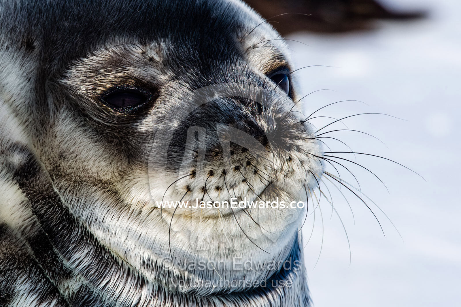 The long sensitive whiskers on the furry face of a Weddell Seal. Hutton Cliffs, Erebus Bay, McMurdo Sound, Ross Island, Antarctica.