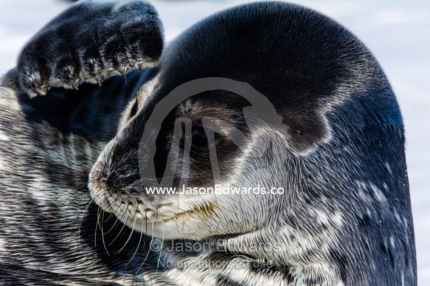 A Weddell Seal pup rubbing it's face with a flipper and claws whilst sun basking on the sea ice. Hutton Cliffs, Erebus Bay, McMurdo Sound, Ross Island, Antarctica.