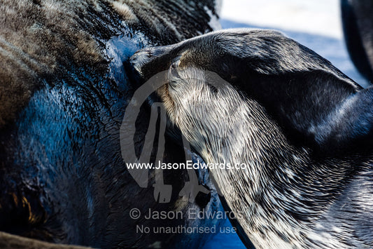 A Weddell Seal pup suckling milk from its mother on the sea ice. Hutton Cliffs, Erebus Bay, McMurdo Sound, Ross Island, Antarctica.