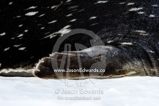 The spots and mosaic skin patterns of a Weddell Seals fur coat, flipper and claws. Hutton Cliffs, Erebus Bay, McMurdo Sound, Ross Island, Antarctica.