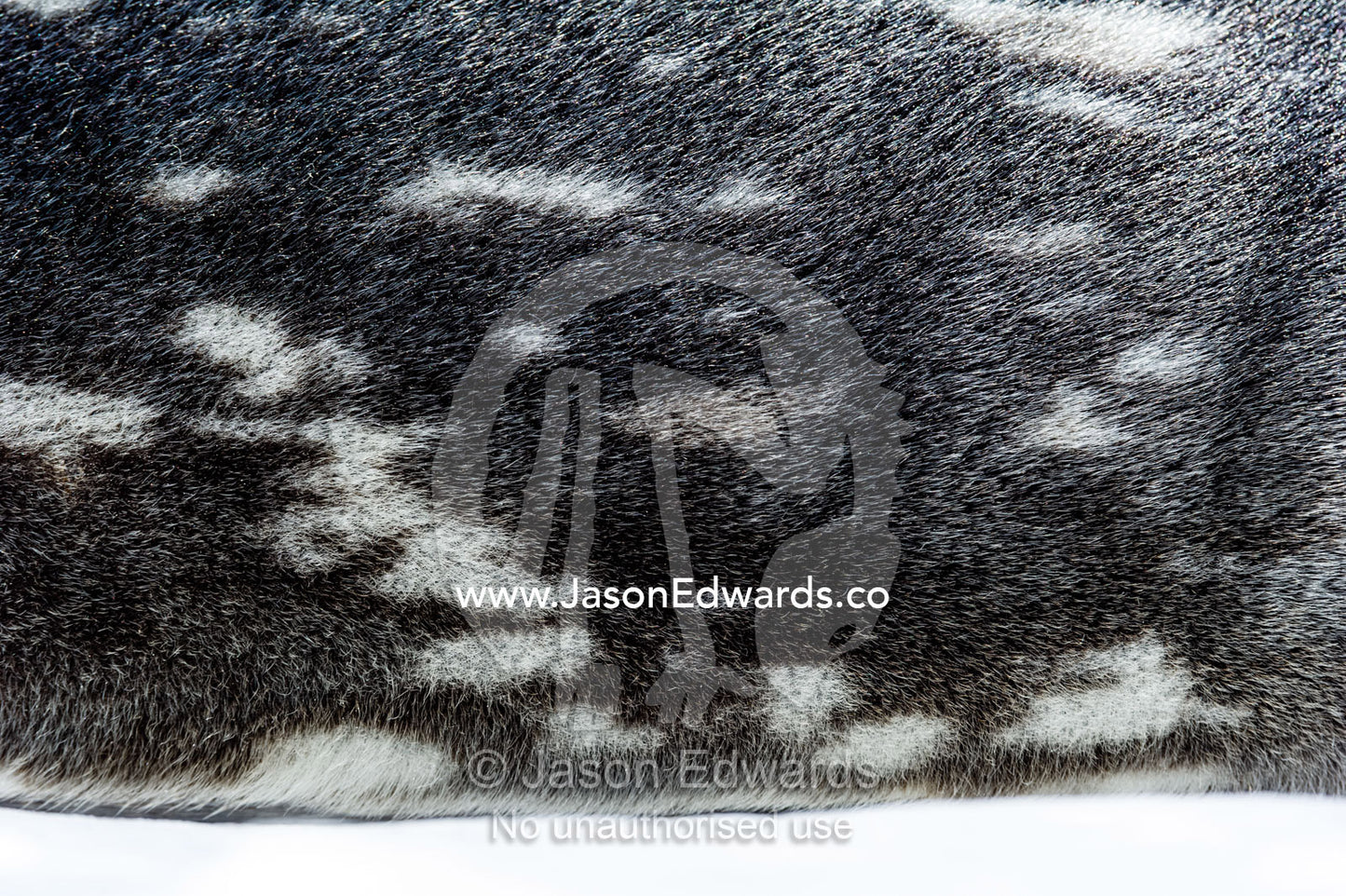 The spots and mosaic skin patterns of a Weddell Seals fur coat. Hutton Cliffs, Erebus Bay, McMurdo Sound, Ross Island, Antarctica.