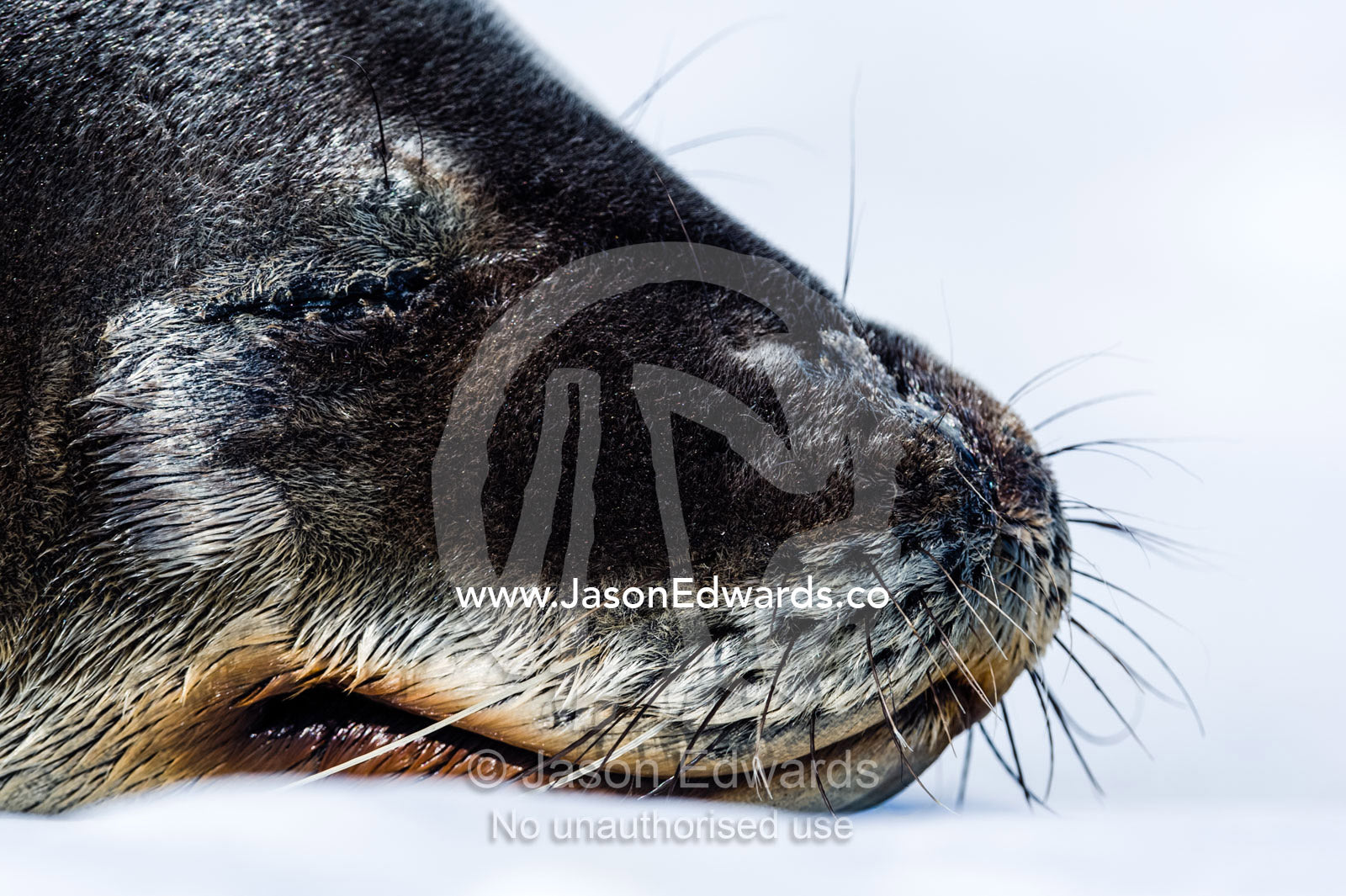 The smiling face of a Weddell Seal sleeping on the sea ice in the sun. Hutton Cliffs, Erebus Bay, McMurdo Sound, Ross Island, Antarctica.