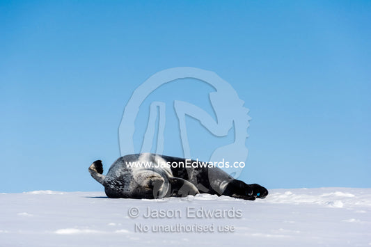 A Weddell Seal sleeping in the sun on the sea ice. Hutton Cliffs, Erebus Bay, McMurdo Sound, Ross Island, Antarctica.