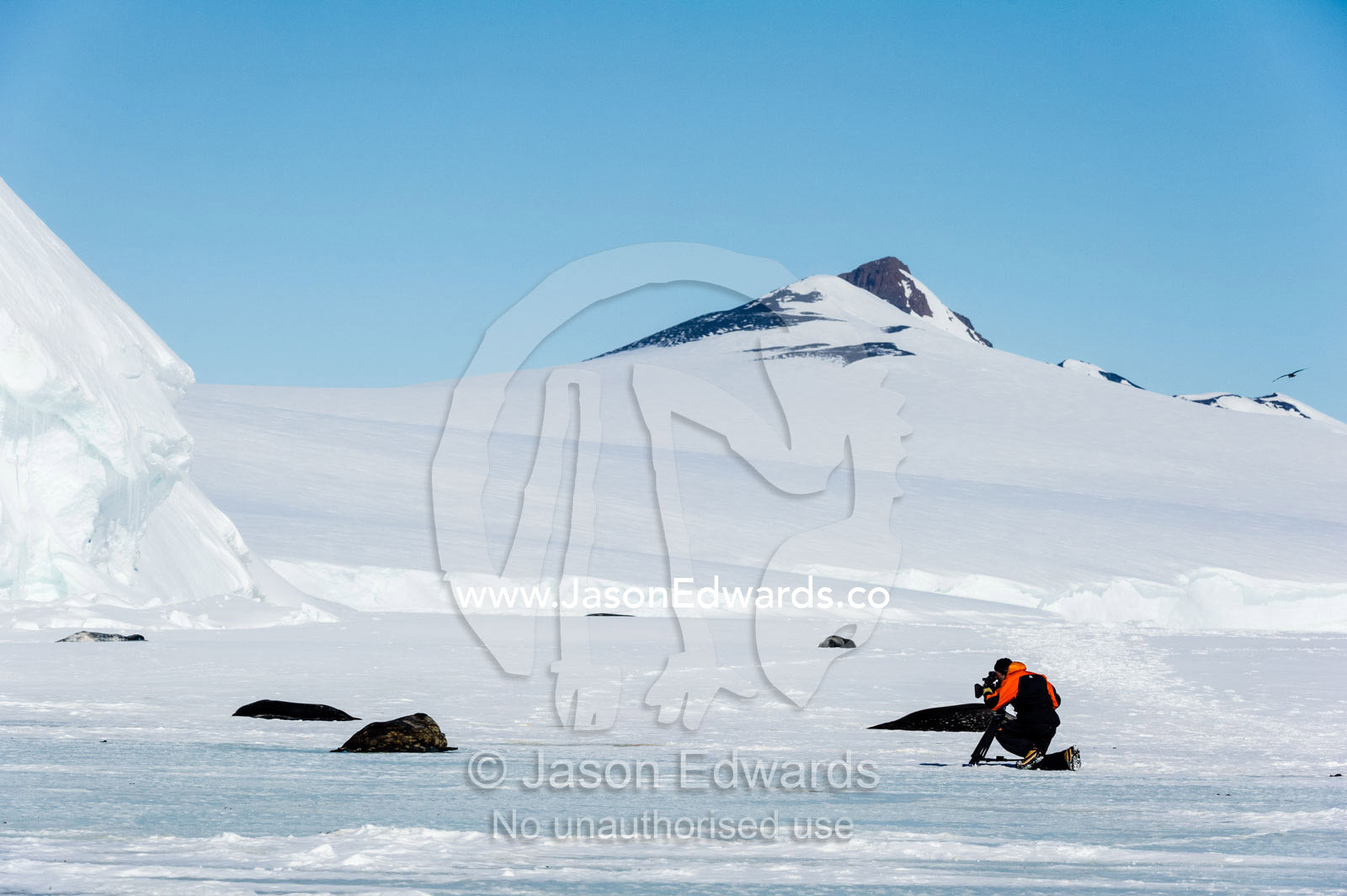 A cameraman films Weddell Seals on the sea ice. Hutton Cliffs, Erebus Bay, McMurdo Sound, Ross Island, Antarctica.