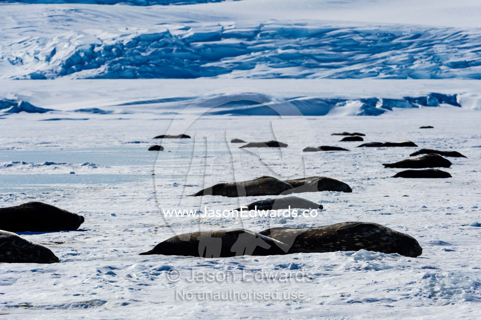 A colony of Weddell Seals sleeping in the sun on the sea ice. Hutton Cliffs, Erebus Bay, McMurdo Sound, Ross Island, Antarctica.