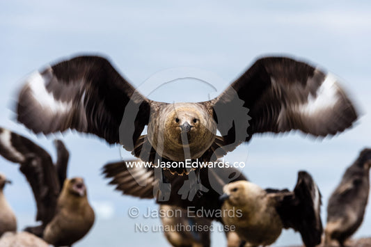 A South Polar Skua takes flight on enormous wings. Caughley Beach, Cape Bird, Ross Island, Antarctica.